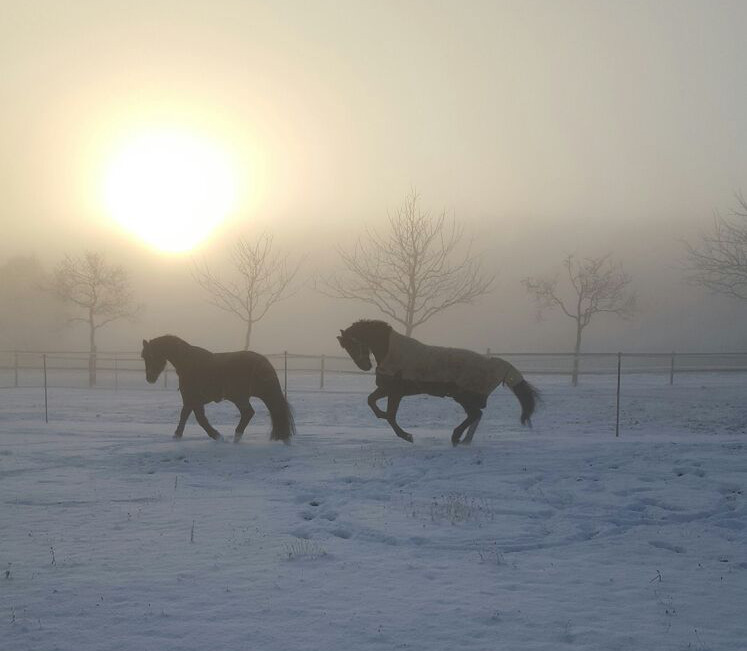 Winterkoppel